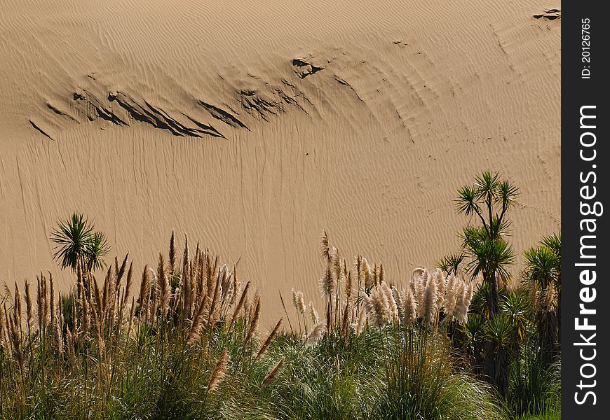 Sand dune in the background with lush vegetation in front. Sand dune in the background with lush vegetation in front