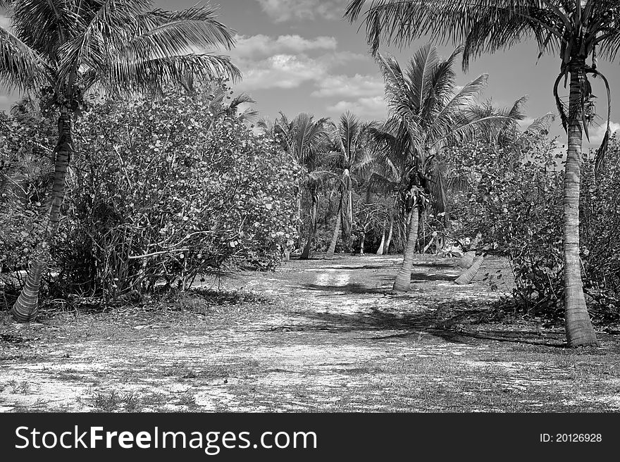 Looking down a path that leads to a forest on a tropical island surrounded by many coconut palm trees