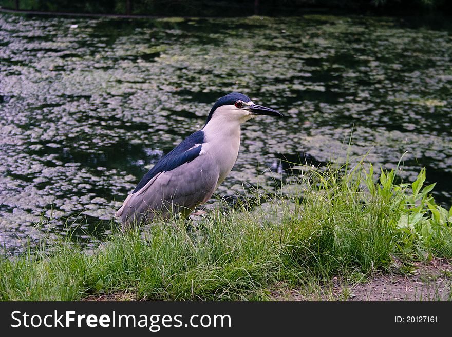 Black-crowned night-heron in Central Park, New York