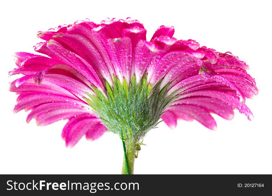 Pink Gerbera