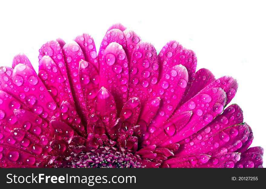 Pink Gerbera isolated on the white