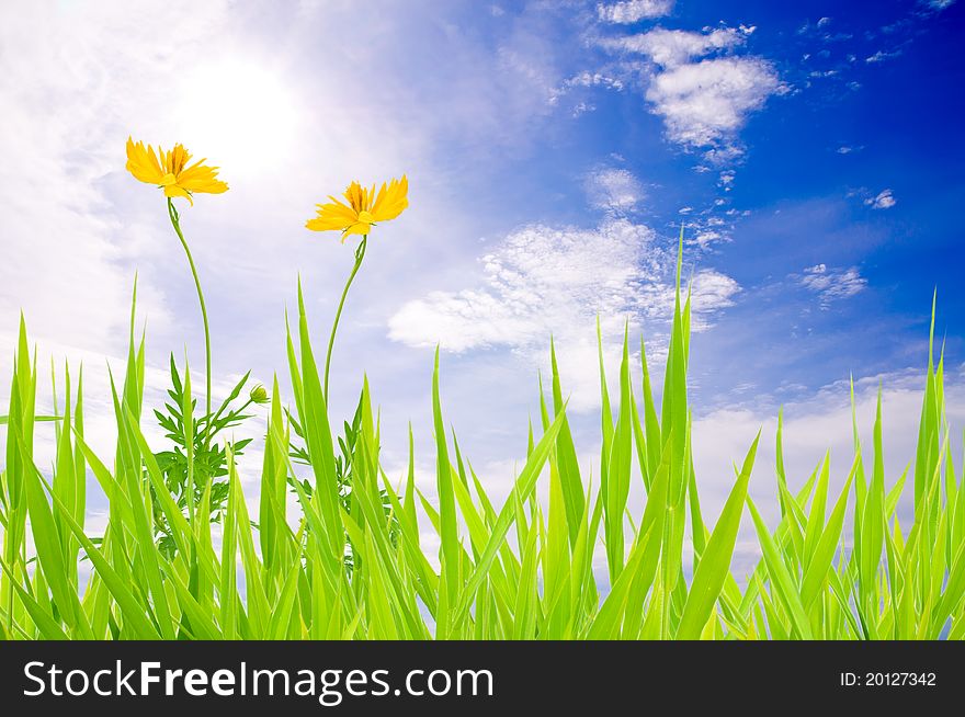 Green grass with yellow flower on blue sky background. Green grass with yellow flower on blue sky background