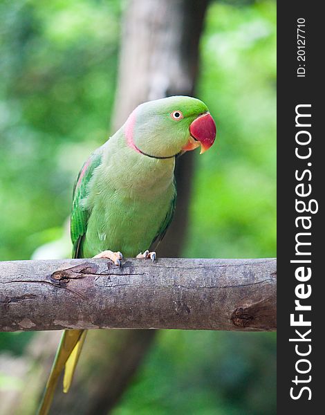 Green parrot bird on the wooden beam