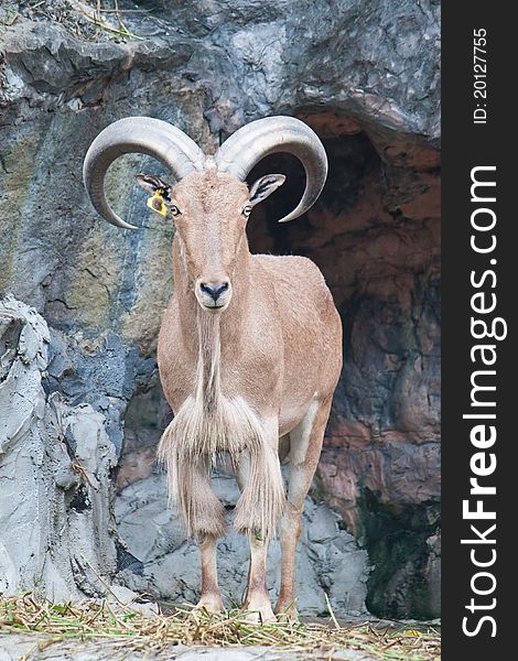 Brown mountain goat on the rock canyon