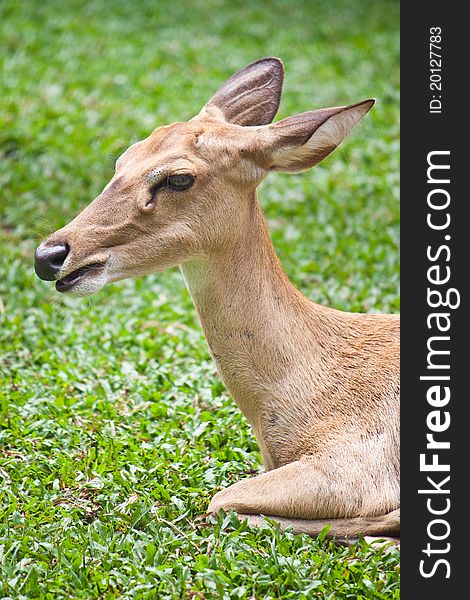 Beautiful deer closeup on green grass