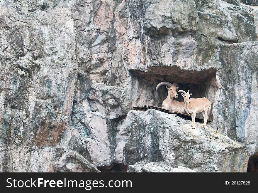 Two brown mountain goat on the rock canyon