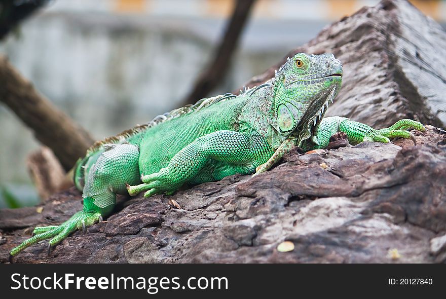 Green iguana on the wood