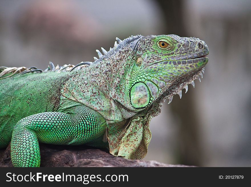 Close up of green iguana on wood