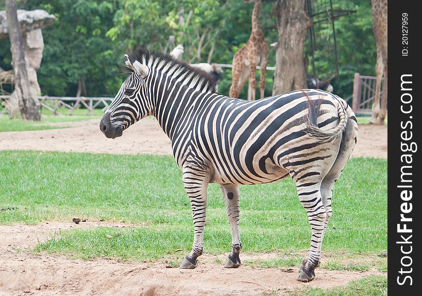 Zebra portrait on green grass