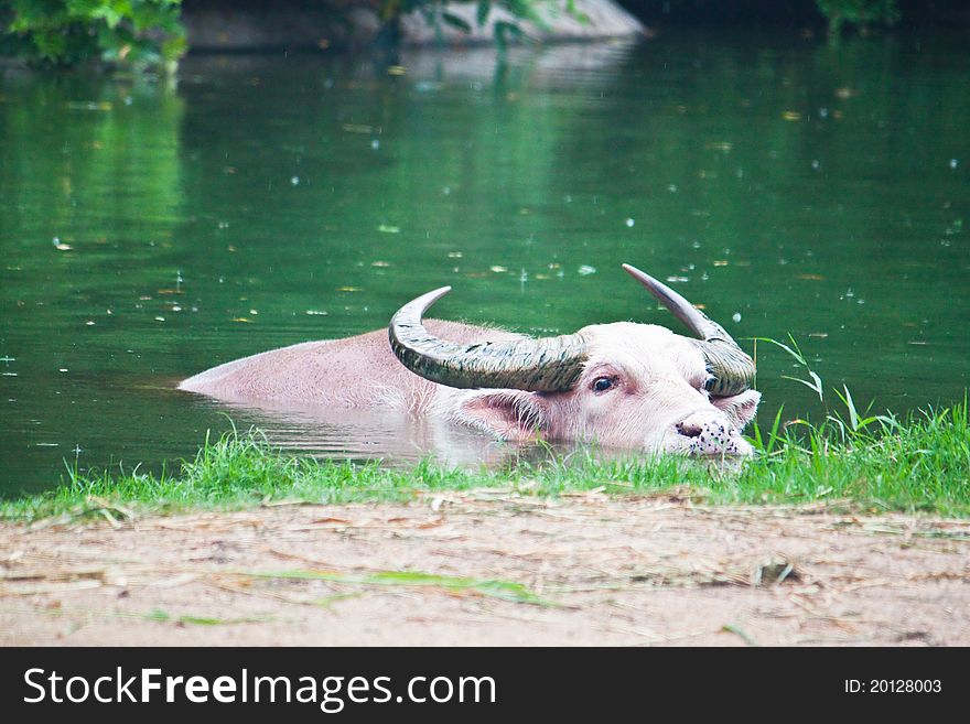 Albino buffalo swimming in the pond