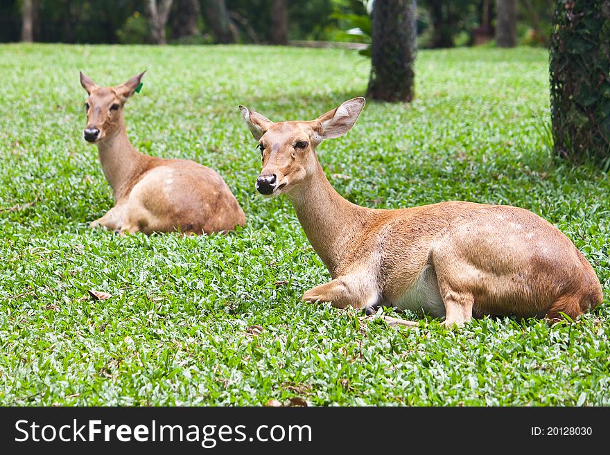 Beautiful deer reclining on green grass. Beautiful deer reclining on green grass