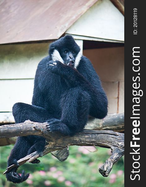 White Cheek Gibbon On The Wooden Beam