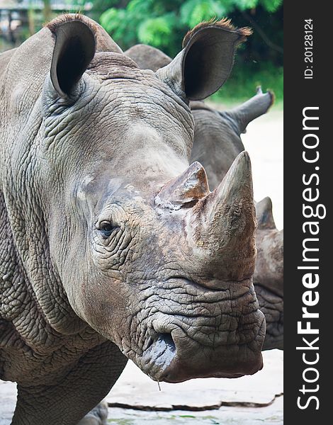 White Rhino portrait close up