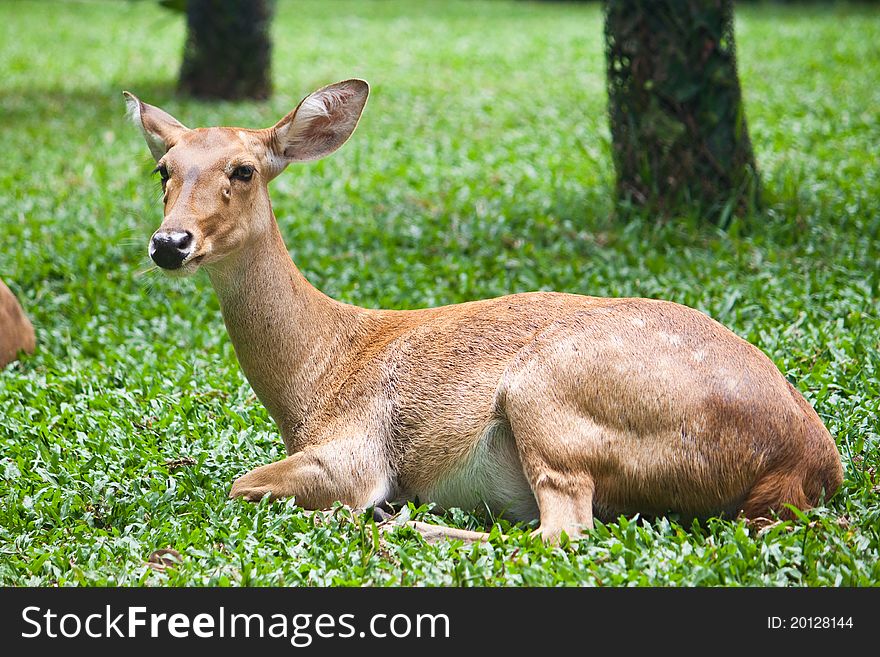 Beautiful deer on green grass