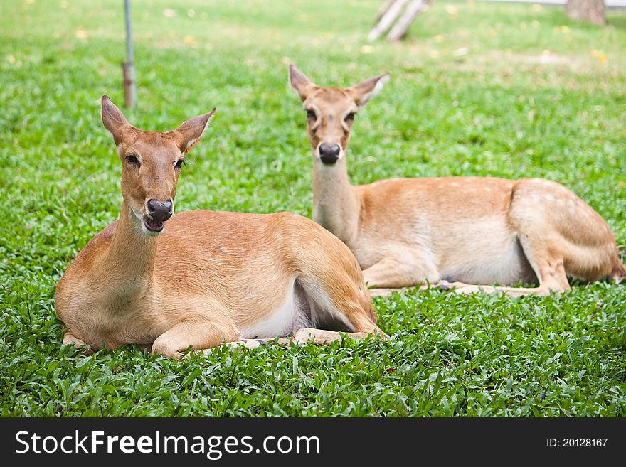 Beautiful deer reclining on green grass. Beautiful deer reclining on green grass