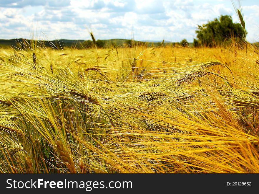 Barley Field In Summer