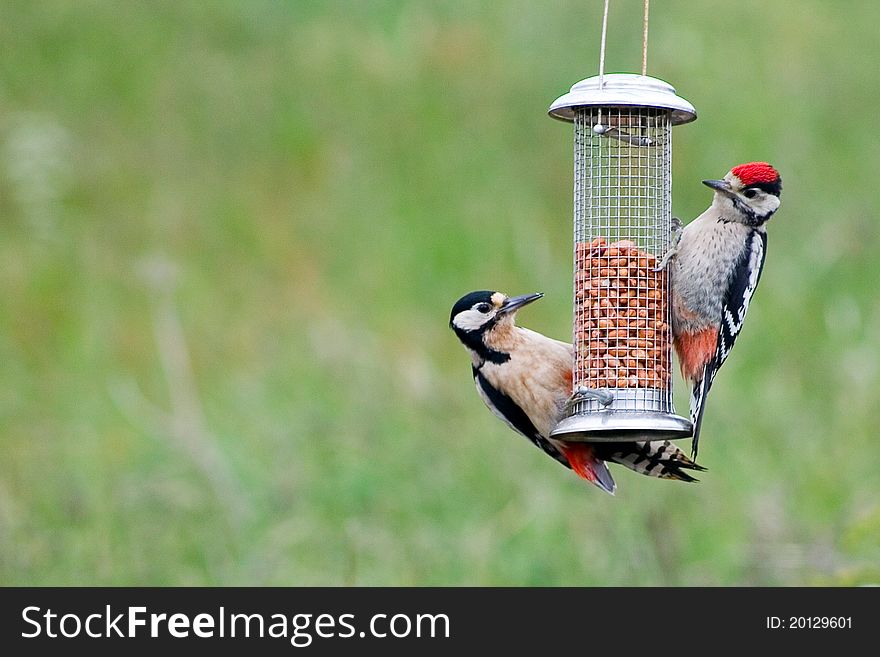 Great Spotted Woodpeckers