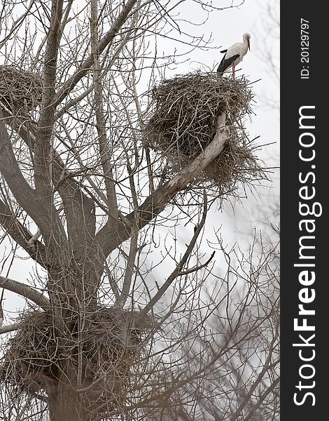Storks nest in the trees without leaves. Storks nest in the trees without leaves