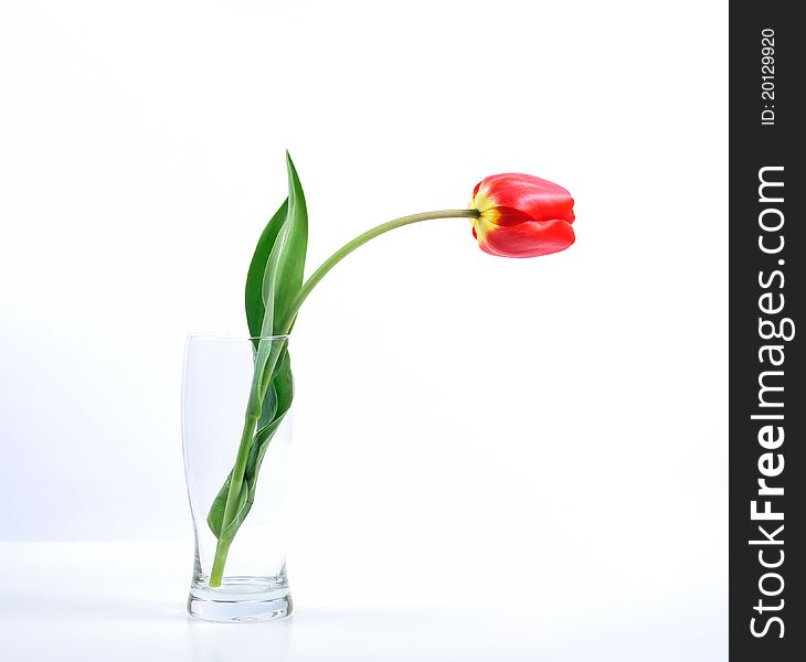 Single tulip in the glass. Single tulip in the glass