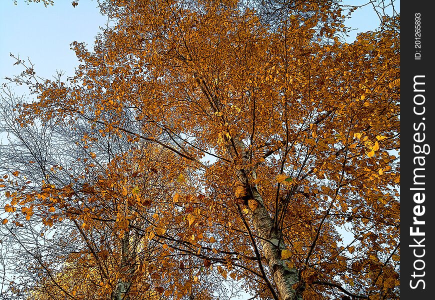 Birch tree with yellow leaves. Autumn season.  Blue sky. Birch tree with yellow leaves. Autumn season.  Blue sky.