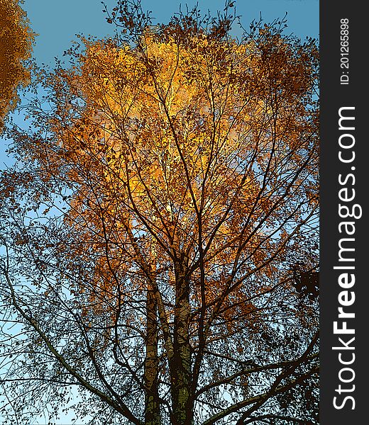 Birch tree with yellow leaves. Autumn season.  Blue sky. Birch tree with yellow leaves. Autumn season.  Blue sky.