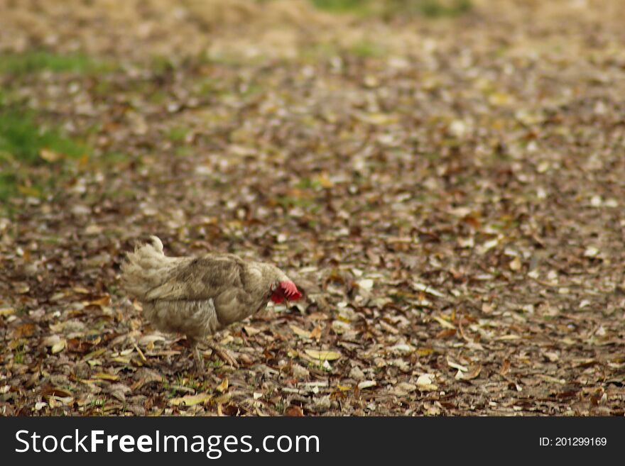Find a chicken in the middle of the fall foliage.