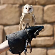 Barn Owl (Tyto Alba) Stock Photo
