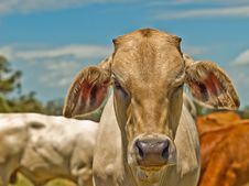 Australian Beef Cattle Charolais Bred For Meat Royalty Free Stock Images
