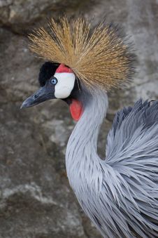 Crested Crane Royalty Free Stock Photos Crested Crane Royalty Free Stock Photos