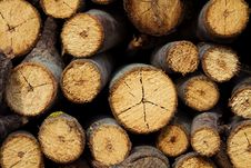 Tree Stump Background Royalty Free Stock Photo Tree Stump Background Royalty Free Stock Photo