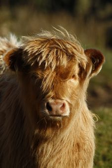 Dun Highland Calf Royalty Free Stock Image Dun Highland Calf Royalty Free Stock Image