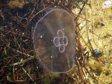 Jellyfish Royalty Free Stock Photo Jellyfish Royalty Free Stock Photo