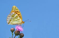 Rare Silver Washed Fritilliary, Argynnis Paphia Royalty Free Stock Images