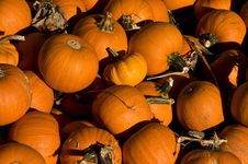 Group Of Pumpkins Stock Photography Group Of Pumpkins Stock Photography