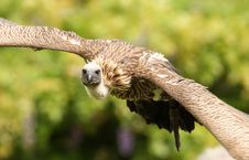 Griffon Vulture Stock Photography