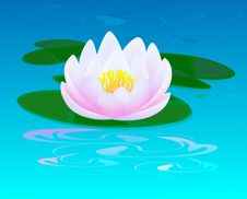 Pink Water Lily Stock Photography Pink Water Lily Stock Photography