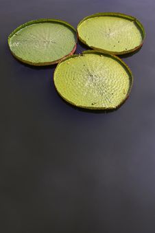 Victoria Amazonica Stock Photo Victoria Amazonica Stock Photo