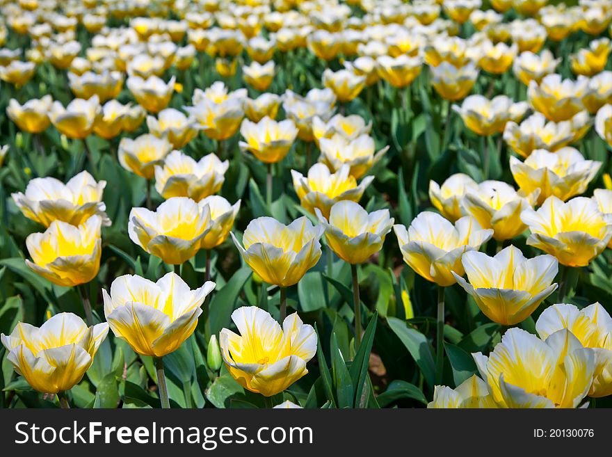 Cultivation of Darwin Hybrid Tulip Jaap Groot: yellow and white bicolor, perennial group. Cultivation of Darwin Hybrid Tulip Jaap Groot: yellow and white bicolor, perennial group