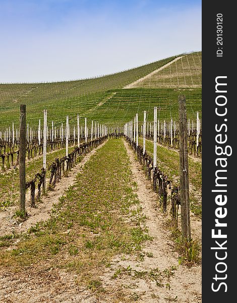 Barbera vineyard during spring season, Monferrato area, Piedmont region, Italy. Barbera vineyard during spring season, Monferrato area, Piedmont region, Italy