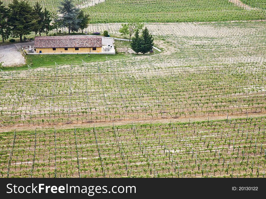 Barbera vineyard during spring season, Monferrato area, Piedmont region, Italy. Barbera vineyard during spring season, Monferrato area, Piedmont region, Italy