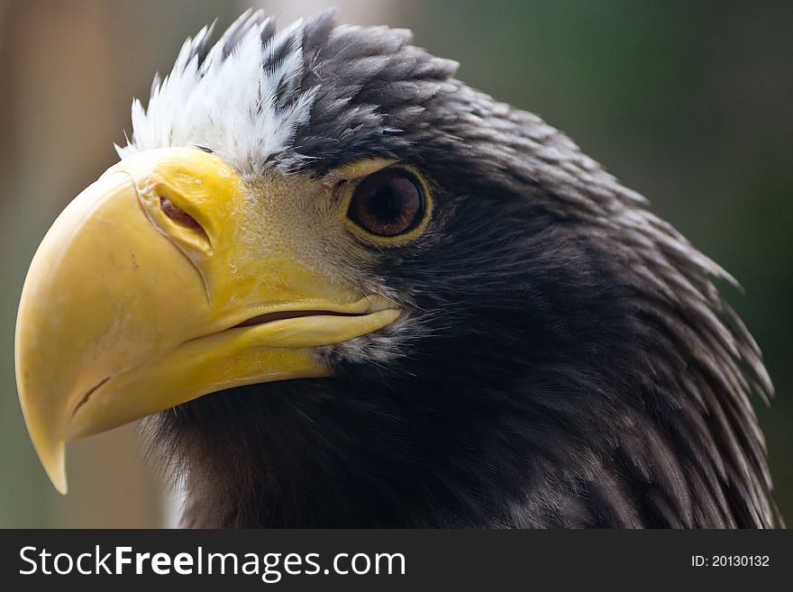 A close up shot of a gazing Steller's Sea Eagle