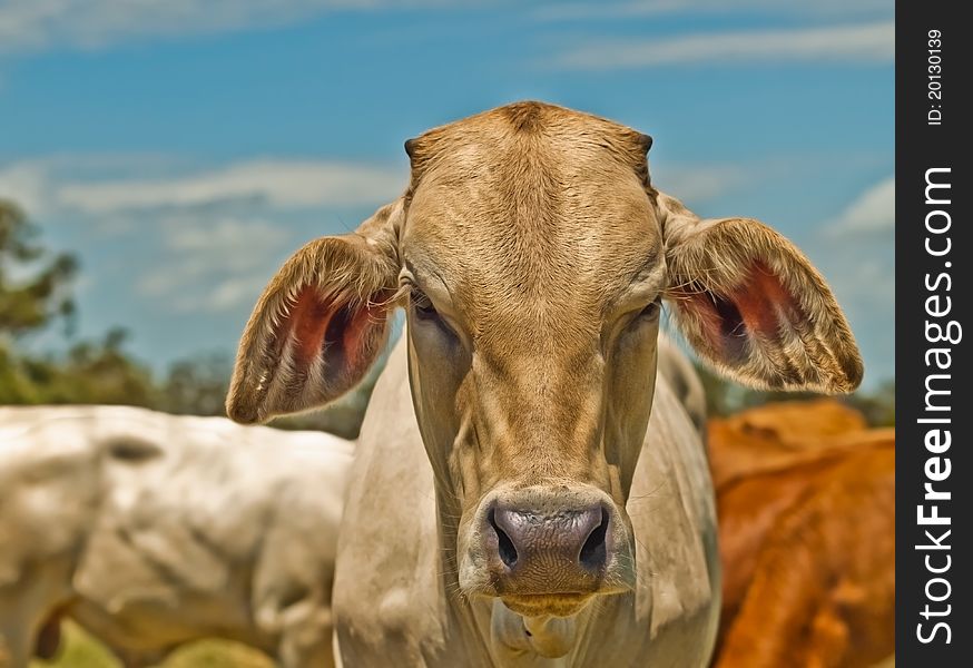 Colorful image of Australian beef cattle charolais bred for meat -  cow portrait against blue sky