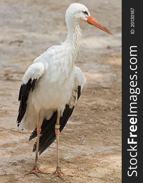 A large white stork walking around after taking a bath.