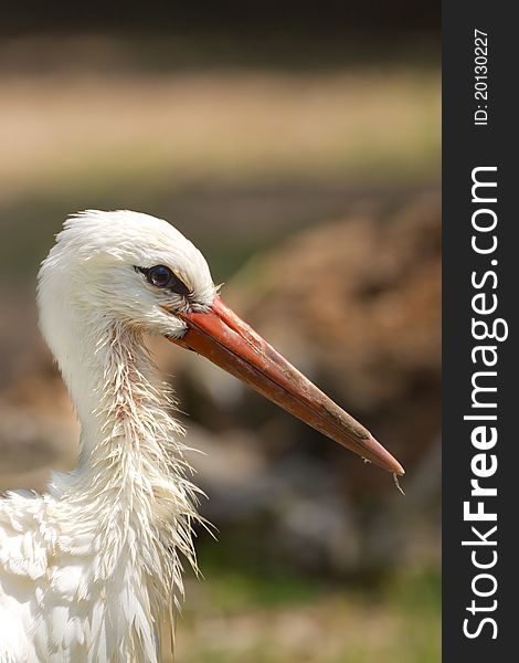 A white stork walking around after having a bath.