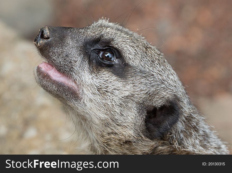 A Meerkat looking up to see whats going on. A Meerkat looking up to see whats going on.