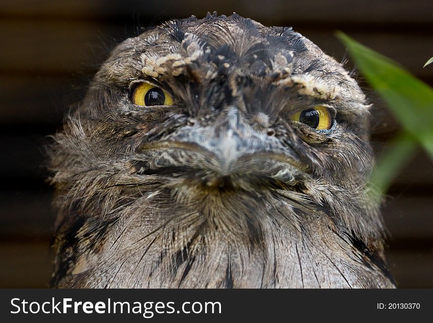 An Australian Frogmouth curiously staring into the lens. An Australian Frogmouth curiously staring into the lens.