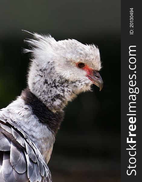 A Southern Screamer out in the sun.