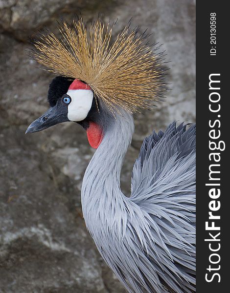 A Crested Crane against a boulder in the background.