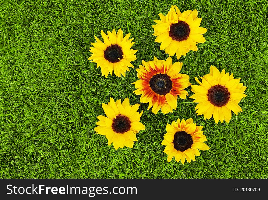 Group of bright yellow sunflowers arranged casually on lush green grass. Group of bright yellow sunflowers arranged casually on lush green grass