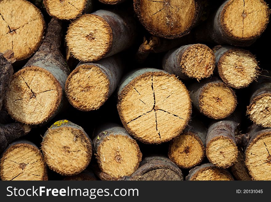 Tree stump background in the garden